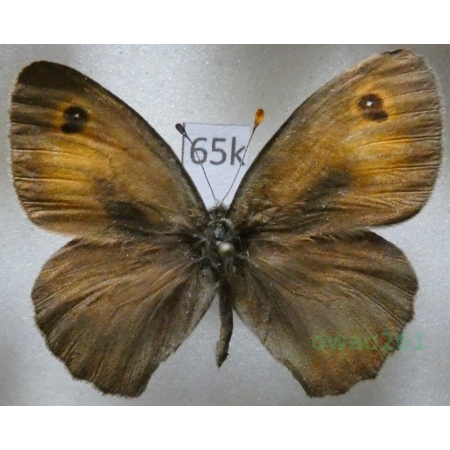 Lasiommata menava (Moore, 1865) male Turkey65k